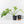 Philodendron radiatum variegated (wk35-L195)