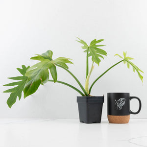 Philodendron radiatum variegated (wk35-L195)