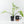 Philodendron Radiatum Variegated (wk42-L195)