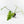 Philodendron radiatum variegated (wk35-L195)