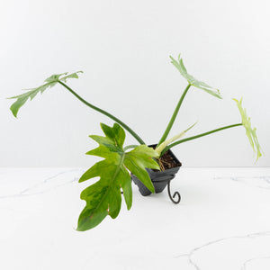 Philodendron radiatum variegated (wk35-L195)