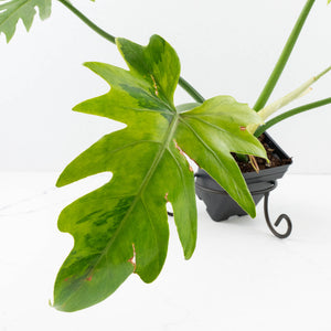 Philodendron radiatum variegated (wk35-L195)