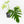 Philodendron radiatum variegated (wk35-L195)
