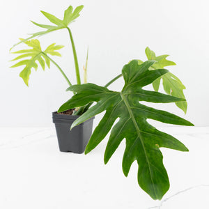 Philodendron radiatum variegated (wk35-L195)