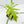 Philodendron Radiatum Variegated (wk42-L195)