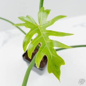 Philodendron Radiatum Variegated (wk42-L195)