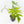 Philodendron radiatum variegated (wk35-L195)