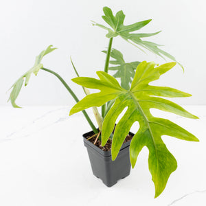 Philodendron radiatum variegated (wk35-L195)