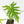 Philodendron radiatum variegated (wk35-L195)