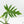 Philodendron Radiatum Variegated (wk42-L195)