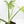 Philodendron radiatum variegated (wk35-L195)