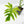 Philodendron Radiatum Variegated (wk42-L195)