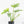 Philodendron radiatum variegated (wk18-P)