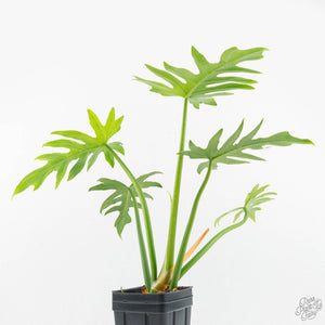 Philodendron radiatum variegated (wk18-P)