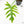 Philodendron radiatum variegated (wk18-P)