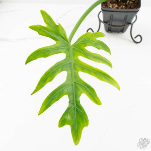 Philodendron radiatum variegated (wk18-P)