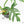 Philodendron radiatum variegated (wk18-P)