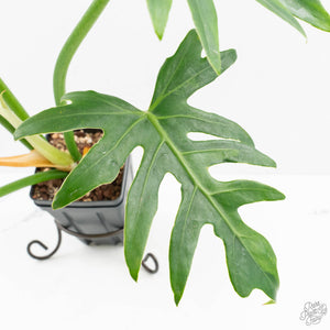 Philodendron radiatum variegated (wk18-P)
