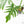 Philodendron radiatum variegated (wk18-P)