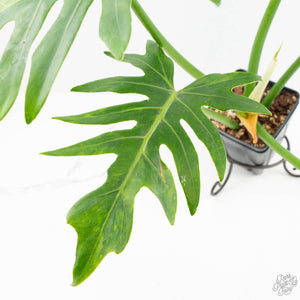 Philodendron radiatum variegated (wk18-P)