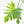 Philodendron radiatum variegated (wk18-P)