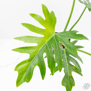Philodendron radiatum variegated (wk18-P)