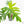 Philodendron radiatum variegated (wk18-P)