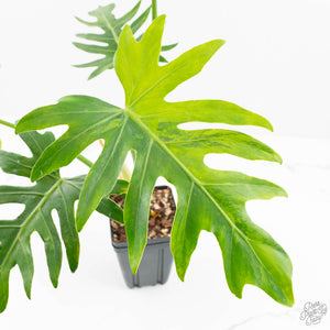 Philodendron radiatum variegated (wk18-P)