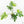 Philodendron radiatum variegated (wk18-P)