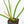 Philodendron radiatum variegated (wk18-P)