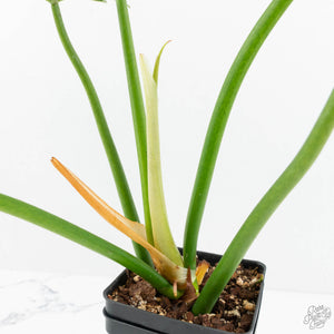 Philodendron radiatum variegated (wk18-P)