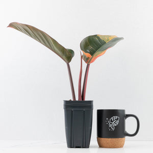 Philodendron 'Red Congo' Variegated (wk35-U111)