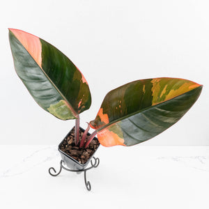 Philodendron 'Red Congo' Variegated (wk35-U111)
