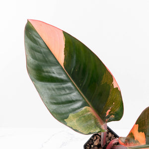 Philodendron 'Red Congo' Variegated (wk35-U111)