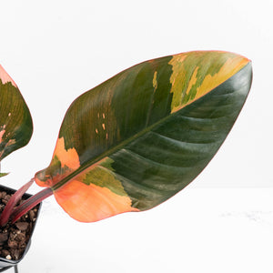 Philodendron 'Red Congo' Variegated (wk35-U111)