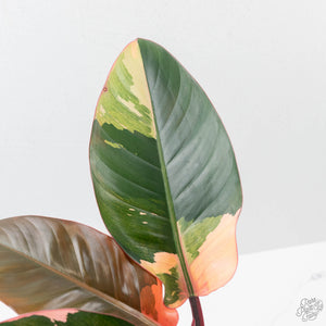 Philodendron 'Red Congo' Variegated (wk42-U111)