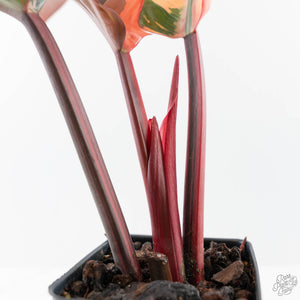 Philodendron 'Red Congo' Variegated (wk42-U111)