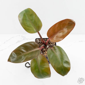 Philodendron 'Red Congo' Mint Variegated (wk16-P)