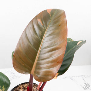 Philodendron 'Red Congo' Variegated Non-TC (wk20-UA)