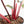 Philodendron 'Red Congo' Variegated Non-TC (wk20-UA)
