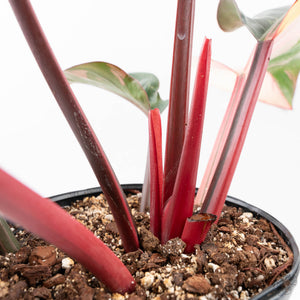 Philodendron 'Red Congo' Variegated Non-TC (wk20-UA)