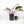 Philodendron 'Red Congo' Variegated Non-TC (wk20-UA)