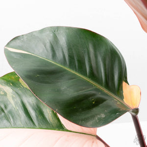 Philodendron 'Red Congo' Variegated Non-TC (wk20-UA)