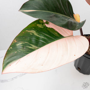 Philodendron 'Red Congo' Variegated Non-TC (wk20-UA)