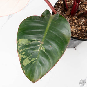 Philodendron 'Red Congo' Variegated Non-TC (wk20-UA)