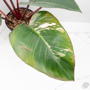 Philodendron 'Red Congo' Variegated Non-TC (wk20-UA)