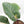 Philodendron 'Red Congo' Variegated Non-TC (wk20-UA)