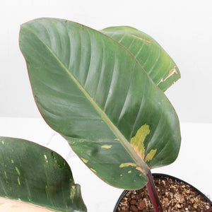 Philodendron 'Red Congo' Variegated Non-TC (wk20-UA)
