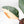 Philodendron 'Red Congo' Variegated Non-TC (wk20-UA)