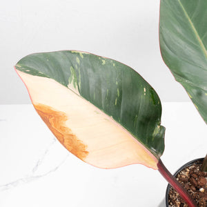 Philodendron 'Red Congo' Variegated Non-TC (wk20-UA)